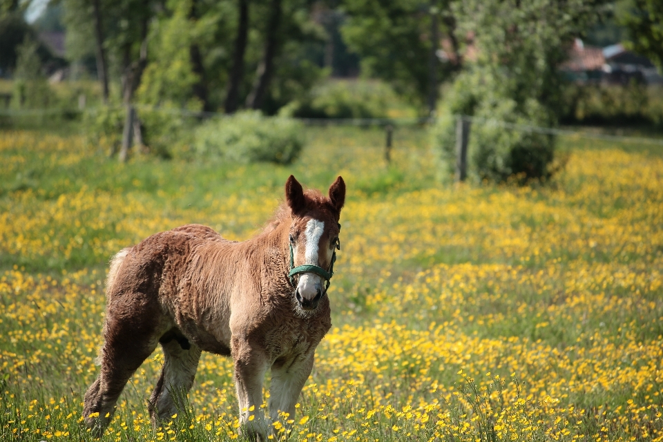 Nature herbe champ cultiver