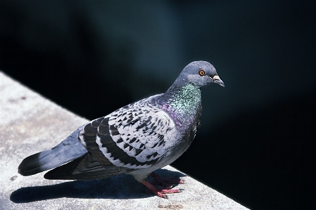 Photo Oiseau aile mur le bec