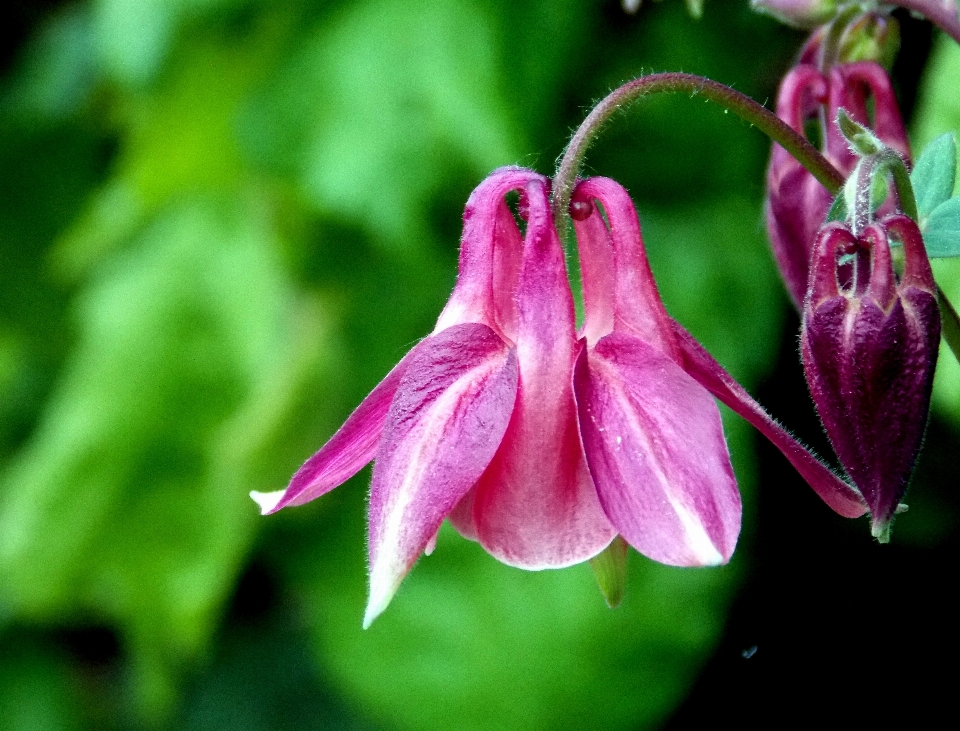 Nature fleurir usine feuille