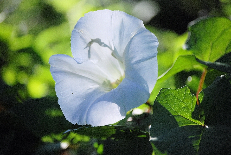 Natura fiore pianta petalo