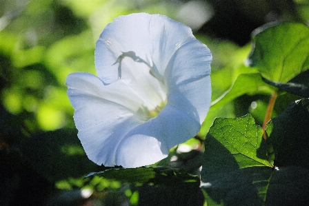 Nature blossom plant flower Photo