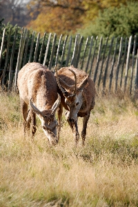 Meadow prairie wildlife deer Photo