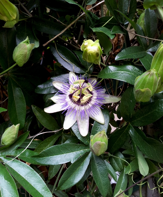 Natur anlage blume blühen