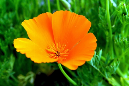 Foto Natura erba fiore pianta