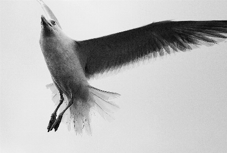 Photo Côte oiseau aile noir et blanc
