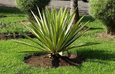 Tree grass plant lawn Photo