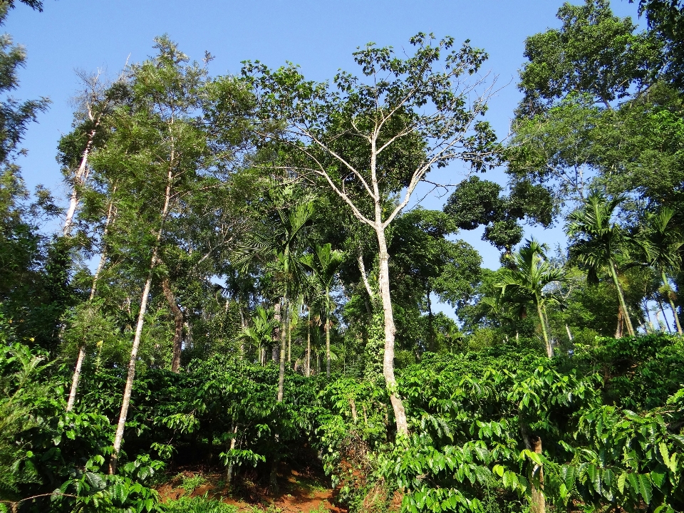 Pohon alam hutan gurun
