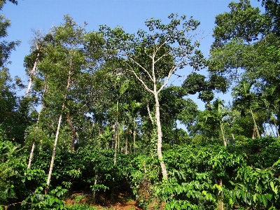 Foto Albero natura foresta selvaggia
