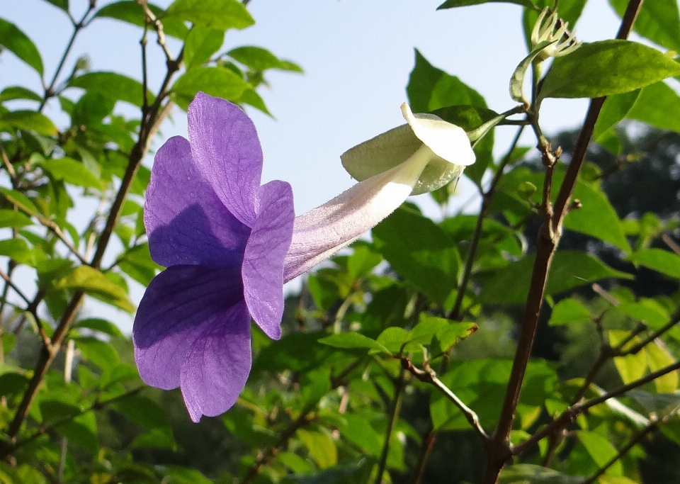 Florecer planta flor botánica
