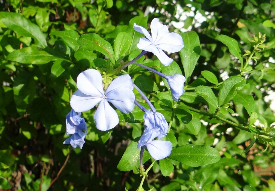 Florecer planta flor botánica
