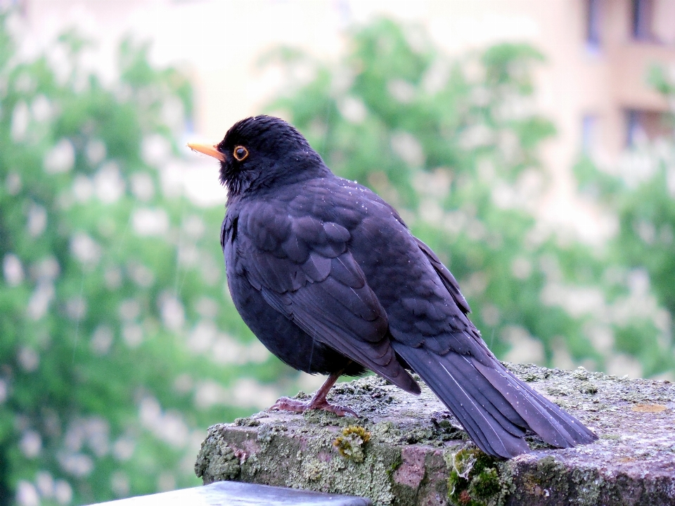 Burung sayap hujan margasatwa