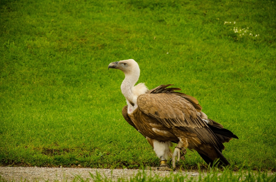 Naturaleza pájaro pradera
 fauna silvestre