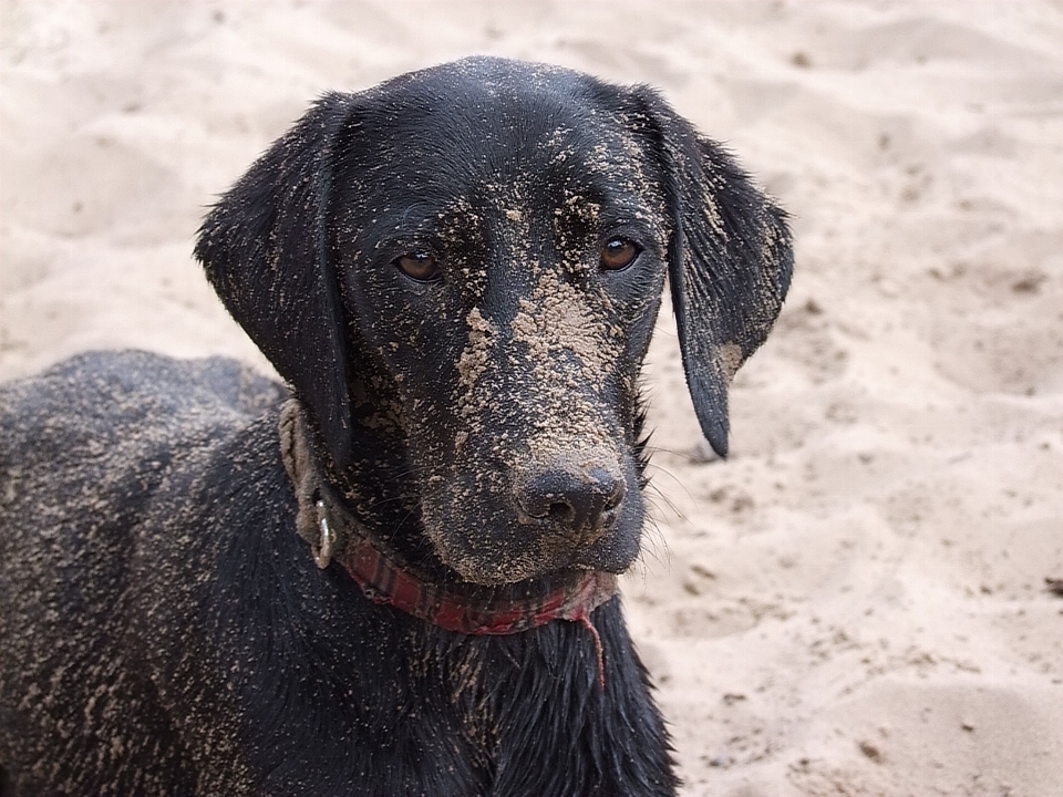 Spiaggia acqua bagnato cucciolo