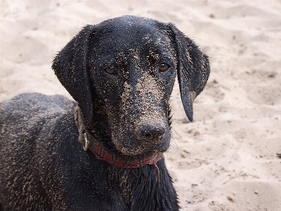 Beach water wet puppy Photo