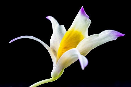 Blossom plant flower petal Photo