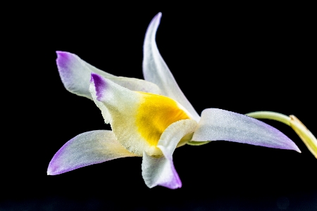 Blossom plant flower petal Photo