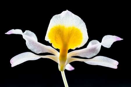 花 植物 花弁 咲く 写真