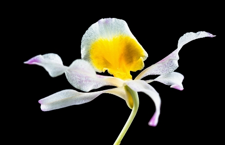 花 植物 花弁 咲く 写真