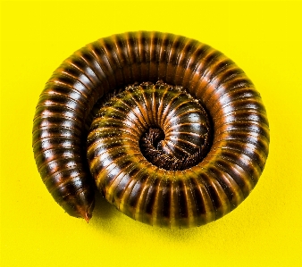 Spiral horn insect metal Photo