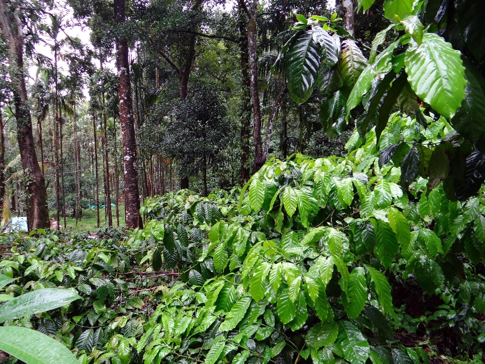 Landscape tree nature forest