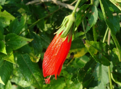 植物 葉 花 食べ物 写真