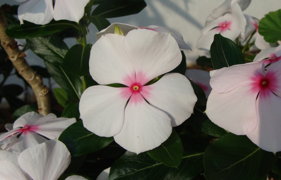 Blossom plant stem leaf