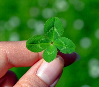 Foto Pianta foglia fiore petalo