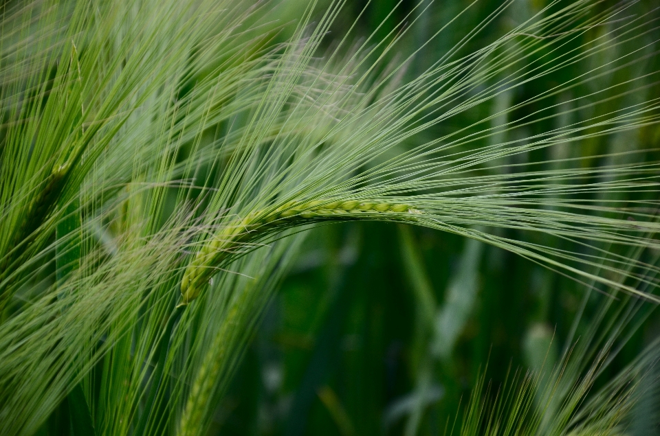 Tree nature grass branch