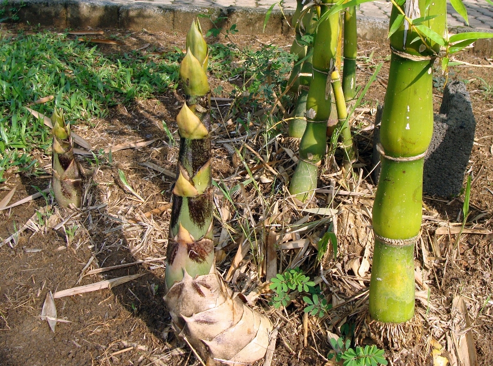 Pianta cibo produrre verdura