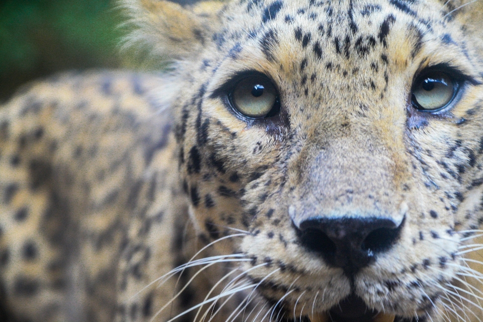 自然 動物 野生動物 野生