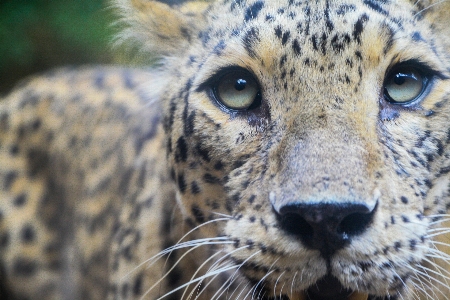 自然 動物 野生動物 野生 写真