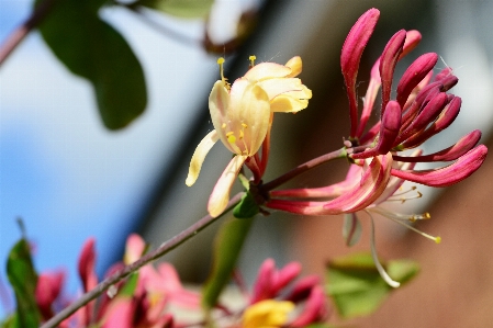 Nature branch blossom plant Photo