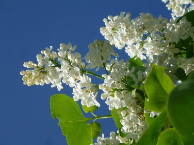 Tree nature branch blossom Photo