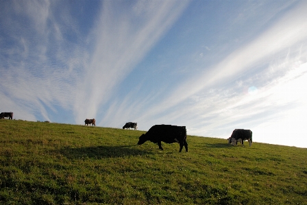 Landscape grass horizon mountain Photo