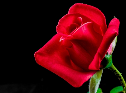 Blossom plant flower petal Photo