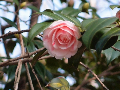 Zweig blüte anlage blume Foto