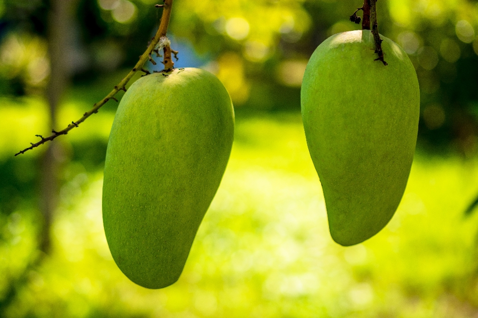 Rama planta fruta hoja