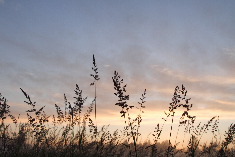 Tree nature grass horizon