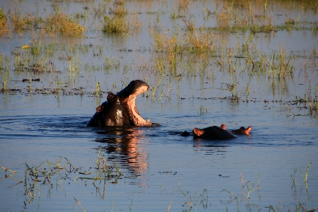 Foto Agua naturaleza pájaro río