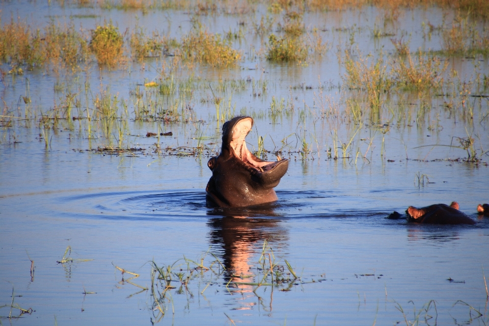 Agua naturaleza mañana río