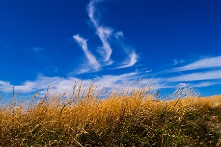 Landscape sea nature grass Photo