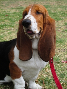 Foto Cachorro bicho de estimação mamífero cão caça