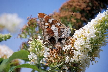 Nature outdoor blossom wing Photo