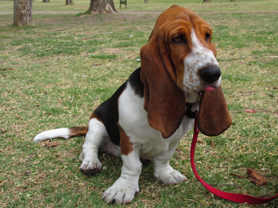 Cane animale domestico mammifero segugio