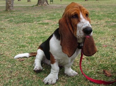 Foto Cachorro bicho de estimação mamífero cão caça