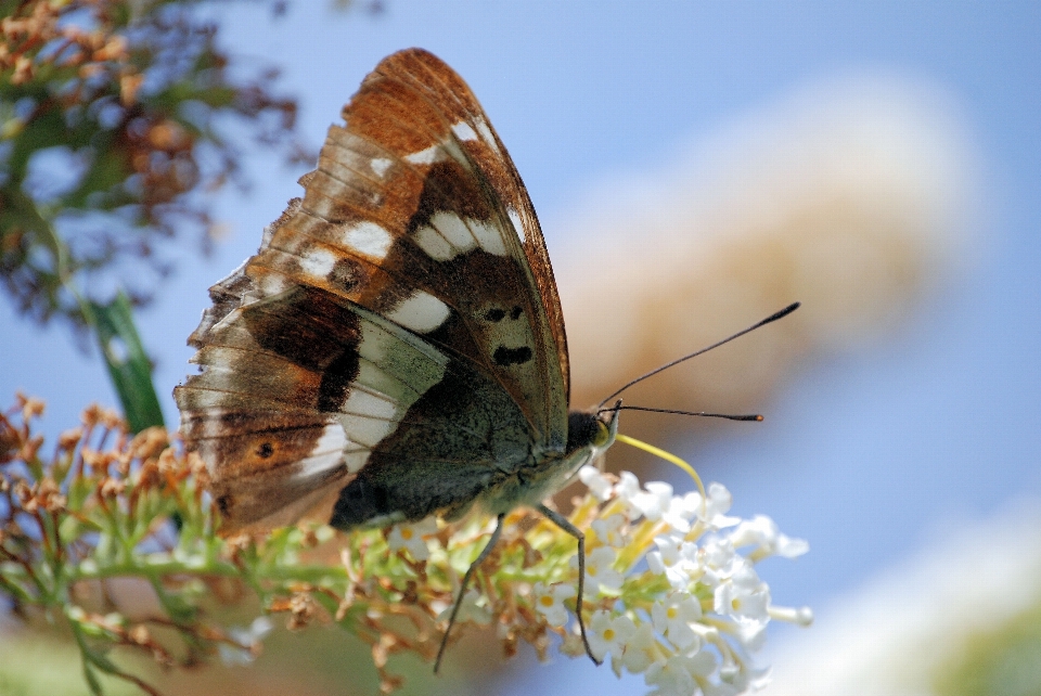 Natureza ar livre florescer asa