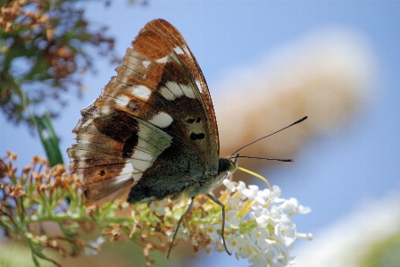 Nature outdoor blossom wing Photo