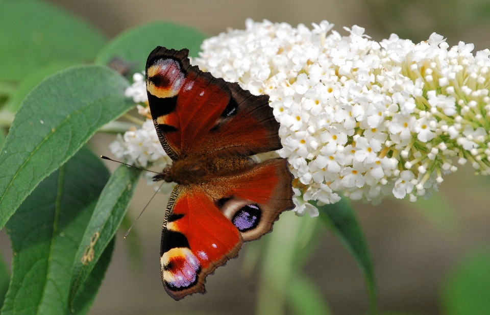 Nature outdoor blossom open