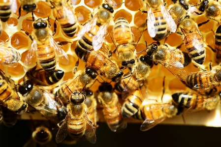 Foto Inseto macro invertebrado fechar-se
