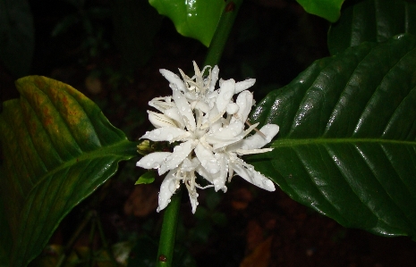 Foto árvore natureza plantar folha